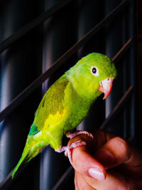 Close-up of a hand holding parrot