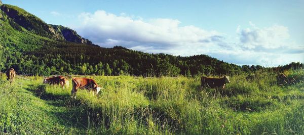 Cows grazing on grassy field