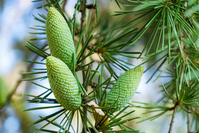 Low angle view of pine tree