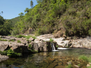 Scenic view of river amidst trees in forest