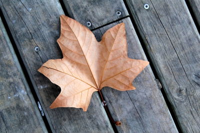 High angle view of maple leaves on wood