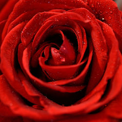 Close-up of red rose