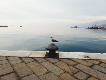 Seagull on a sea