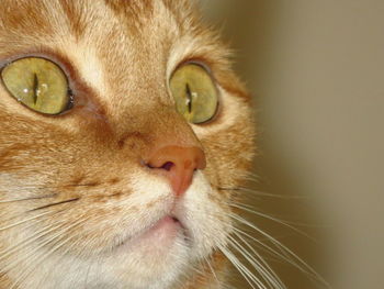 Close-up portrait of a cat