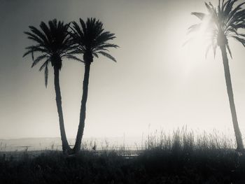 Silhouette palm trees on field against sky at sunset