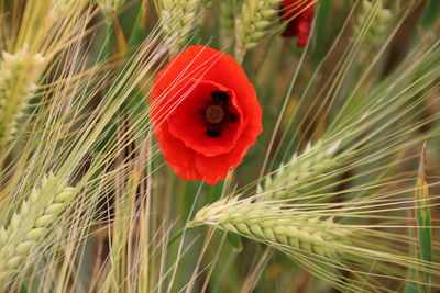 Close-up of red poppy growing on field