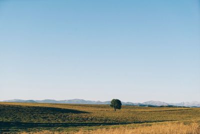 Scenic view of agricultural field against clear blue sky