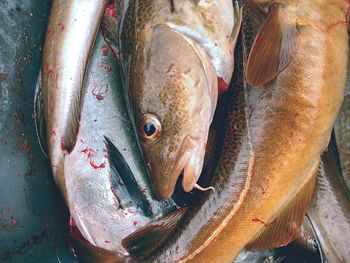 Freshly killed cod fish into plastic box with bloody water. draining fish slaughterhouse or butchery