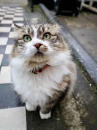 Close-up portrait of cat standing outdoors