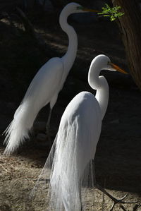 High angle view of gray heron against water