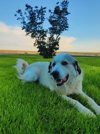 dog