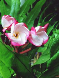 Close-up of pink rose blooming outdoors