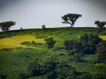 Scenic view of landscape against clear sky