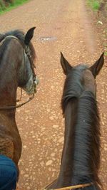 Extreme close up of horse