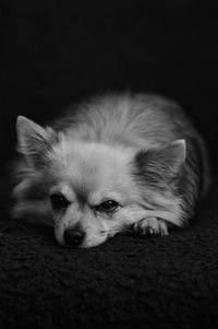 Close-up portrait of dog lying down on black background