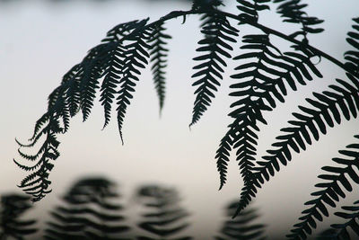 Close-up of silhouette leaves on tree against sky