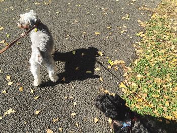 High angle view of dog on shadow