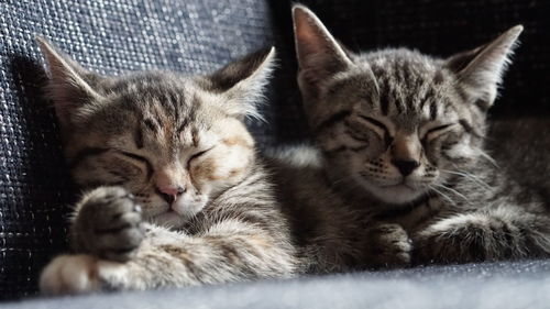 Close-up of cat sleeping