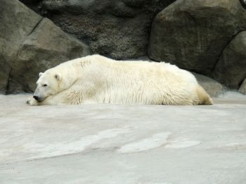 White cat lying on rock in zoo