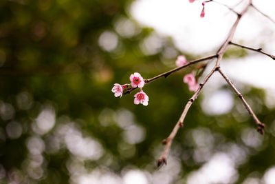 Close-up of pink cherry blossoms in spring