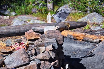 Close-up of bird flying over rocks