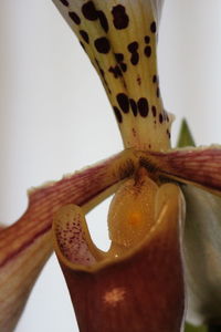 Close-up of flower against blurred background