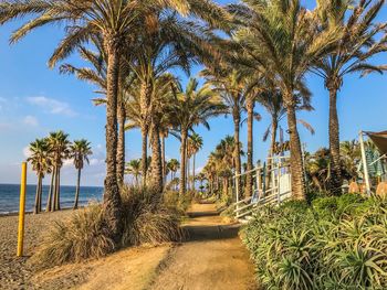 Palm trees on beach against sky