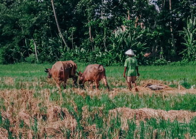 Cows on field