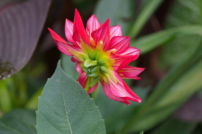 Close-up of pink flower blooming outdoors