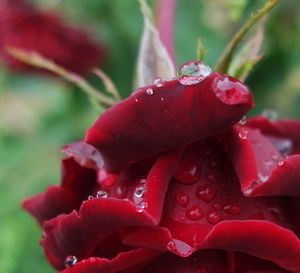 Close-up of wet red rose