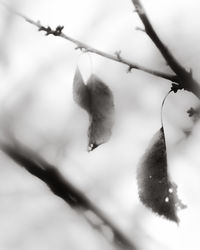 Close-up of tree branch