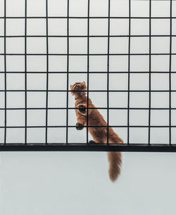 High angle view of dog in cage