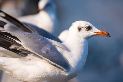 Close-up of seagull