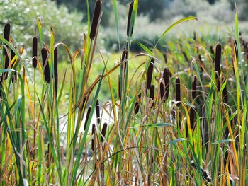 Close-up of flowering plants on field