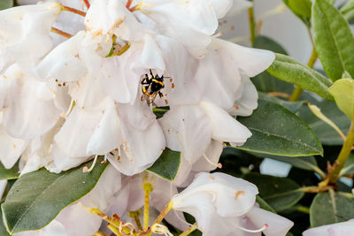 Close-up of bee on white flower