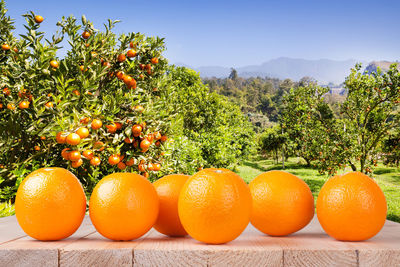 Orange fruits on tree