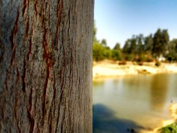 Close-up of tree trunk