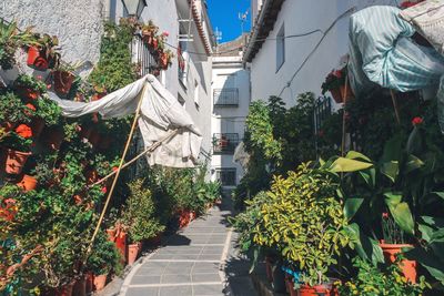 View of potted plants