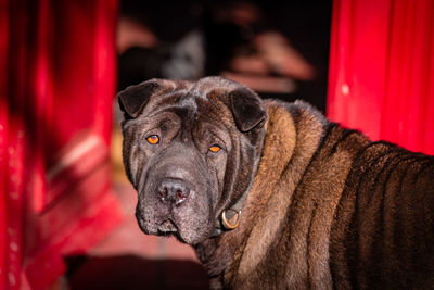 Cute brown dog, outdoors looking attentively, red background colors.