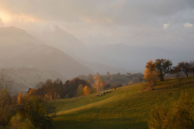 Scenic view of field against sky during sunset