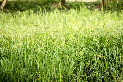 Full frame shot of crops growing on field