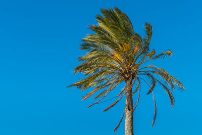 Low angle view of palm tree against clear blue sky