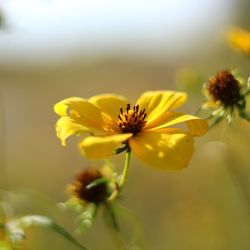 Close-up of yellow flowers blooming outdoors