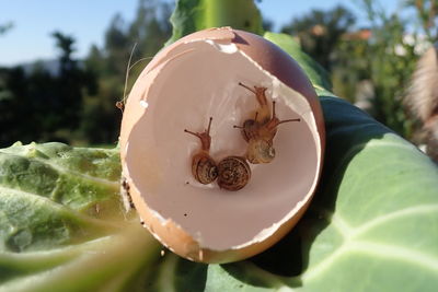 Close-up of lotus growing on plant