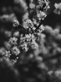 Close-up of cherry blossom