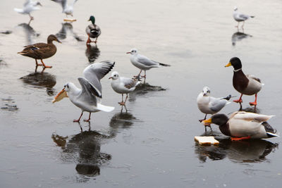 Birds in frozen water during the winter months 