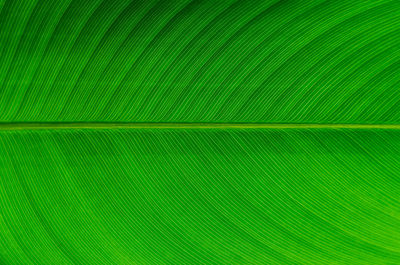 Selective focus of green leave with its veins for background and texture.