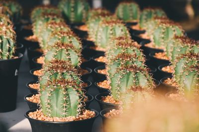 Close-up of succulent plant in pot