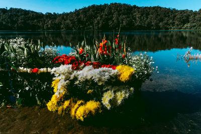 Scenic view of lagoon with flowers