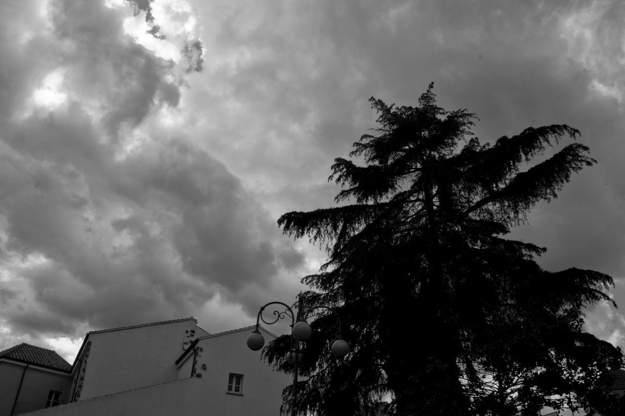 LOW ANGLE VIEW OF SILHOUETTE TREE AGAINST SKY